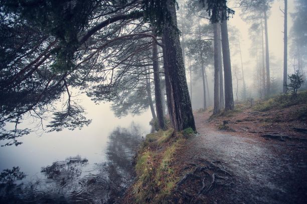 在挪威的特罗德海姆，在多雨多雾的天气里，悬崖边的树木的美丽照片图片下载