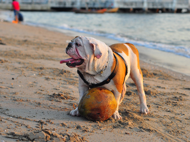 一只狗在Bangsaen的海边散步。图片下载