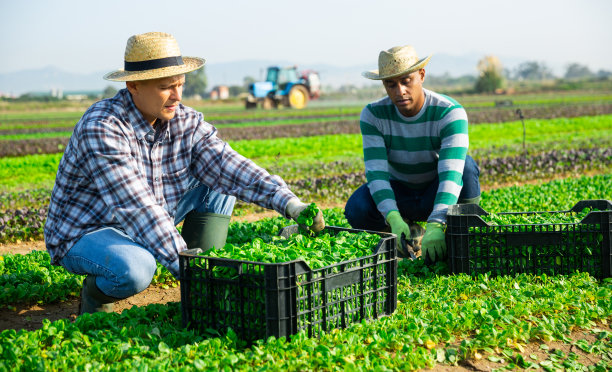 农民们在农场里收割玉米沙拉图片下载