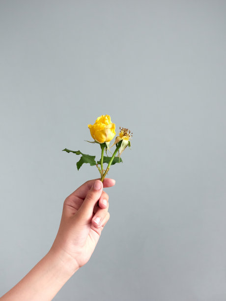 一个女孩的手拿着两朵玫瑰，其中一朵没有花瓣，垂直的图像图片下载