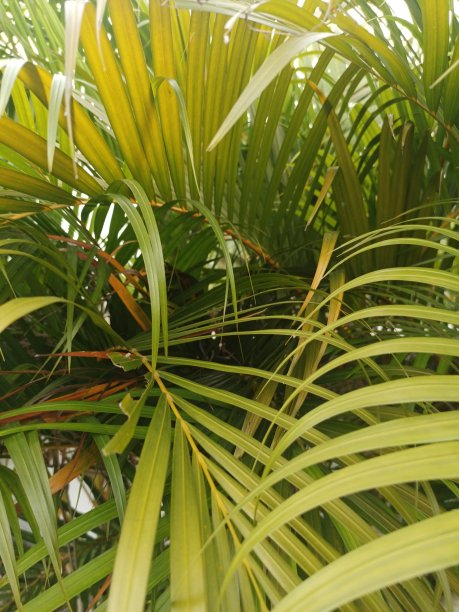 盆栽的指甲植物长得很漂亮图片下载