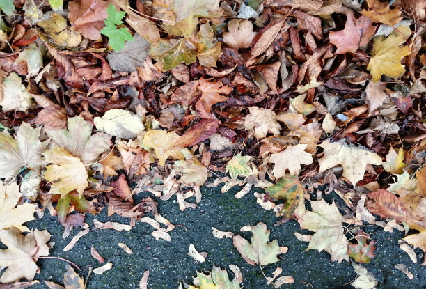 秋天的落叶图片下载