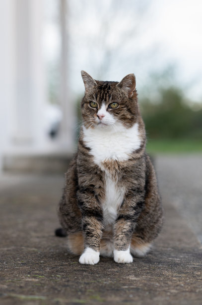 户外一只老猫的肖像图片下载