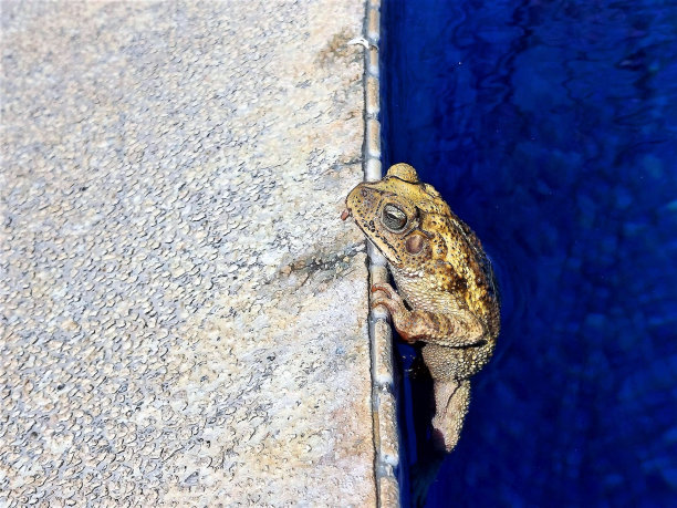 浸渍的青蛙图片下载