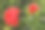 阳光下，花园里两朵盛开的红玫瑰图片下载