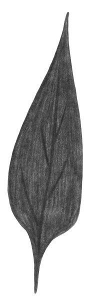 手绘黑白树叶孤立在白色背景上。图片下载