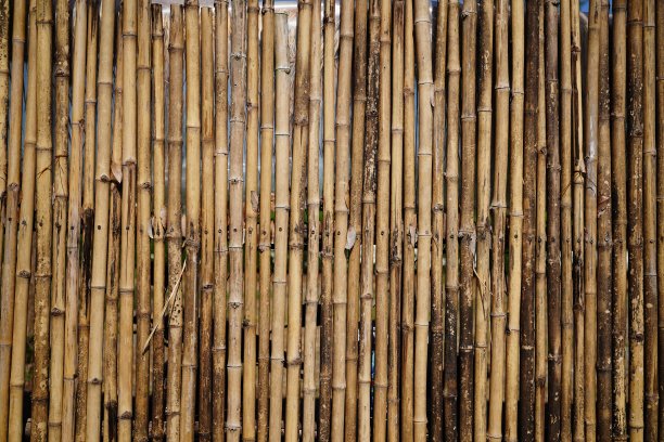 竹子的背景图片下载