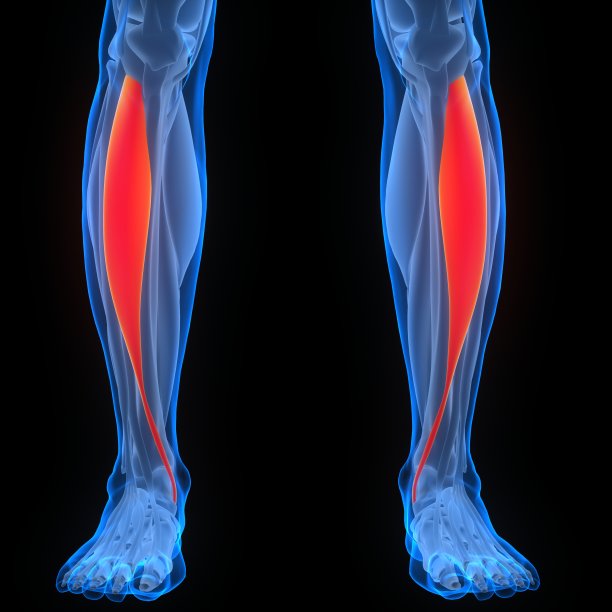 人体肌肉系统腿部肌肉胫前肌解剖图片下载