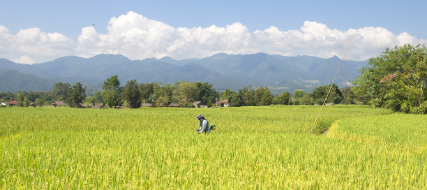 金黄色的稻田图片下载