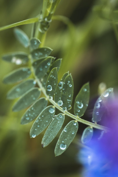 雨后一些新鲜的绿色植物图片下载