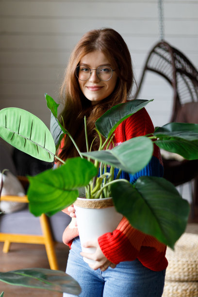 照顾好你的室内植物。一位年轻女子手里捧着一盆异国情调的家用灌木。图片下载
