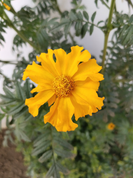 白色背景的室外花园中的万寿菊花图片下载