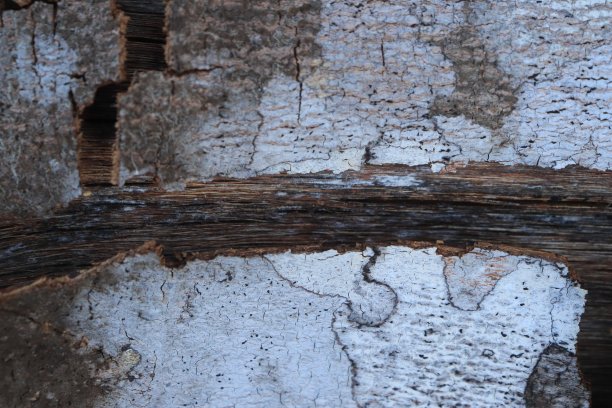 近距离观察因干旱而开裂的树皮。树皮表面纹理。自然背景图片下载