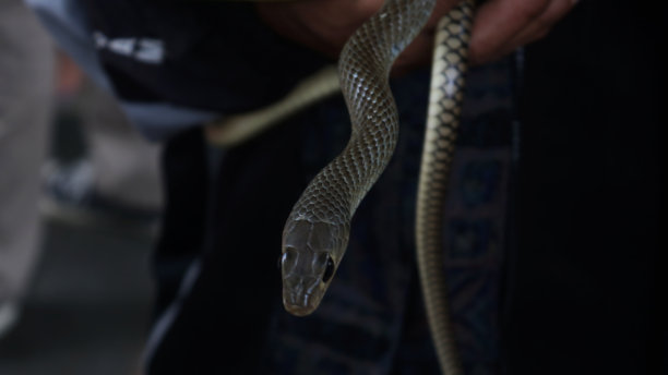 头稻田蛇。图片下载