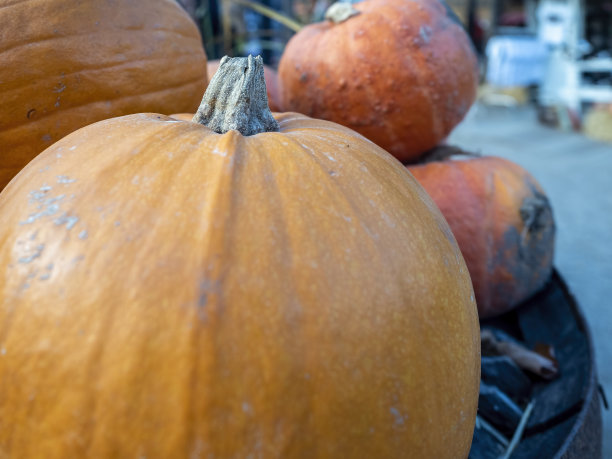 自产和新鲜收获的南瓜图片下载