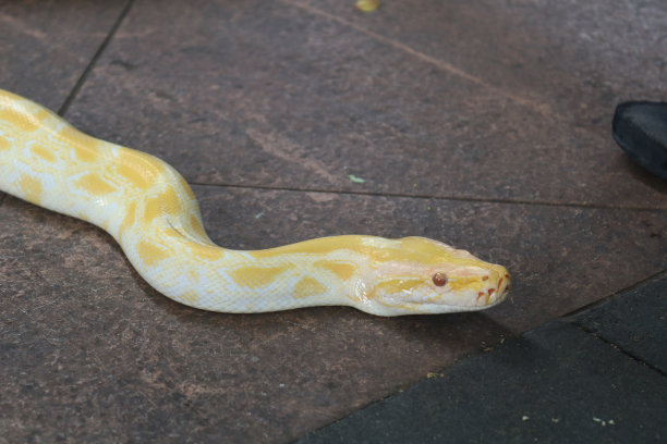 白化病蛇头。图片下载