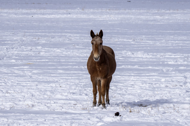 犹他州的马图片下载