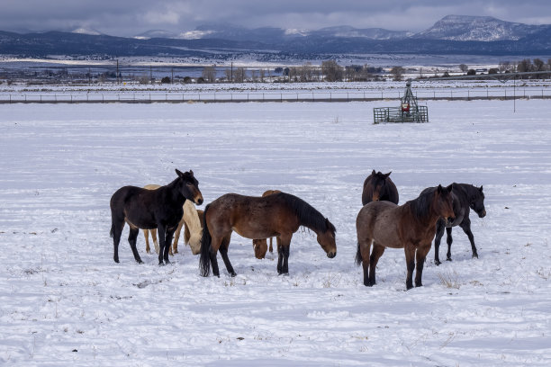 犹他州的马图片下载