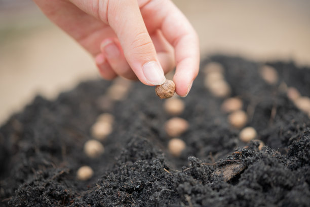 女人把甜菜种子种在肥沃的土壤里，为文字留出空间。蔬菜生长。在菜园里亲手播种。把种子种在土壤里。图片下载