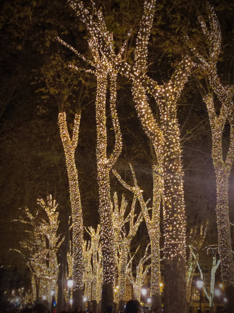 用圣诞彩灯装饰的树图片下载