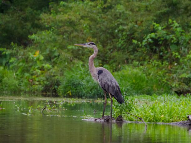 这是一只蓝鹭栖息在森林小溪岸边的美丽照片图片下载