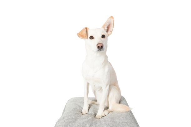 可爱的狗狗肖像放松在土耳其图片下载