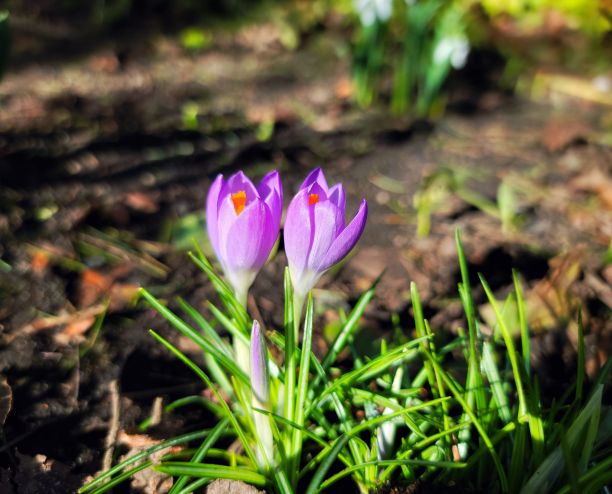 森林里的紫色番红花图片下载