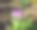 森林里的紫色番红花图片下载