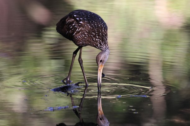 美国佛罗里达州林普金米亚克河州立公园图片下载