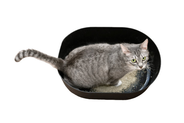 这只猫走到有填充物的马桶托盘上，被隔离在白色背景上图片下载