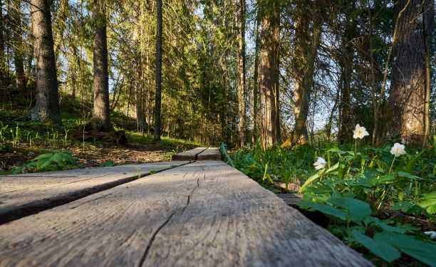 森林中一条长长的木板路的低角度拍摄图片下载