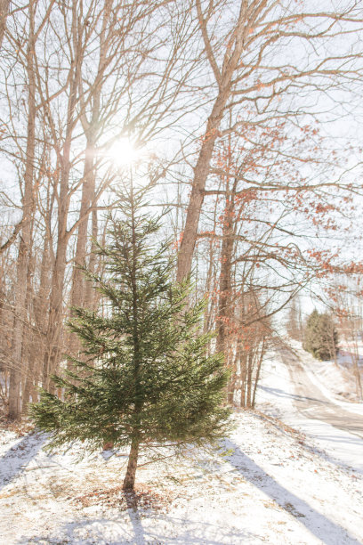 俄亥俄州杰克逊冬季风暴后雪Country道路旁的绿色圣诞树图片下载