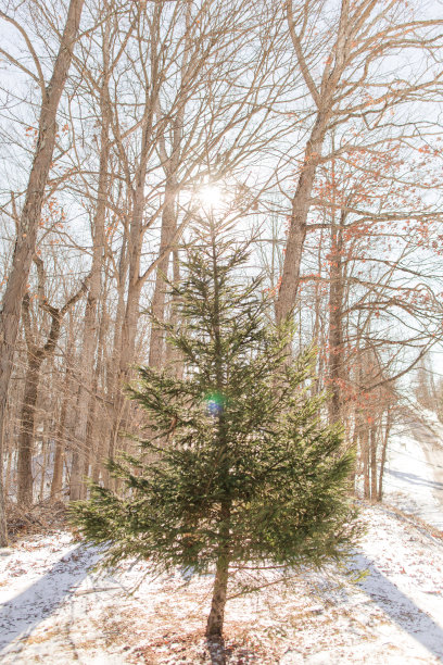 俄亥俄州杰克逊冬季风暴后雪Country道路旁的绿色圣诞树图片下载