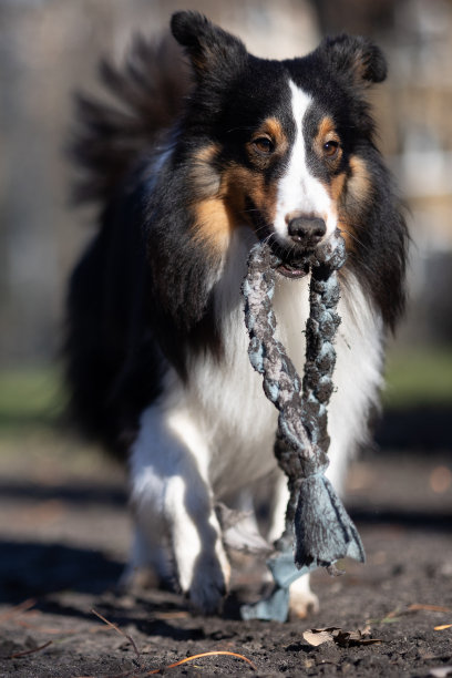 喜乐蒂牧羊犬图片下载