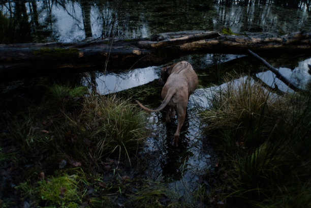 黄昏时探索沼泽的狗。图片下载