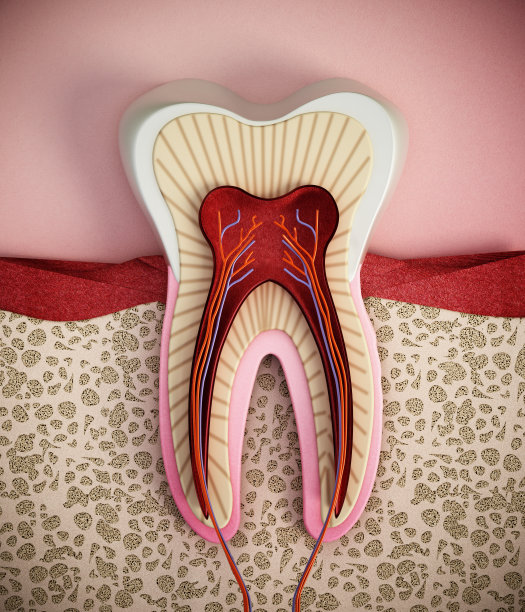 人类牙齿结构的三维插图图片下载