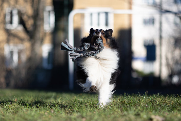 喜乐蒂牧羊犬图片下载