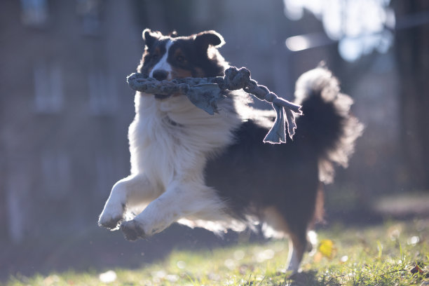 喜乐蒂牧羊犬图片下载