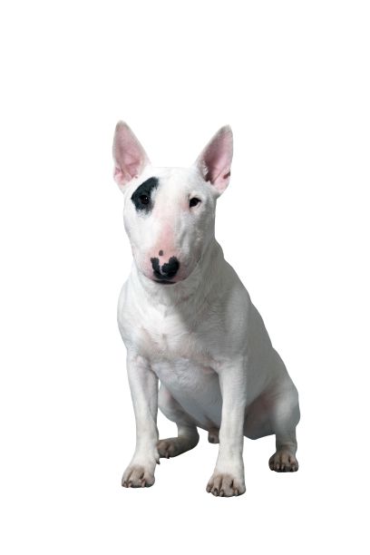 白色斗牛梗犬特写，白色背景图片下载