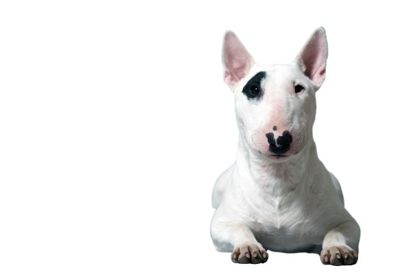 白色斗牛犬或牛头梗在白色影棚背景前图片下载