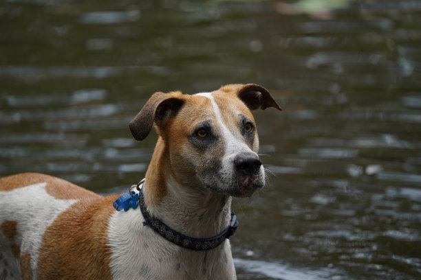 一只公牛阿拉伯交叉狗站在水里看图片下载