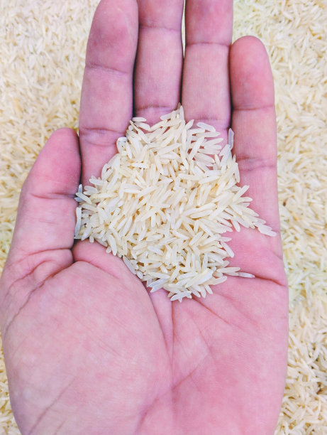 白色抛光大米谷物谷物生全麦壳精米主食kacha chawal riz poli arroz polido arroz pulido polierter reis oryza sativa手持手掌特写图像照片图片下载