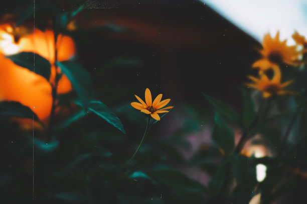 晚上花图片下载