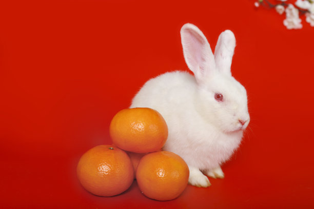 2023年农历新年快乐，可爱的小白兔兔，红色背景上有橘红色和梅花花，吉祥象征物品东方亚洲风格。图片下载