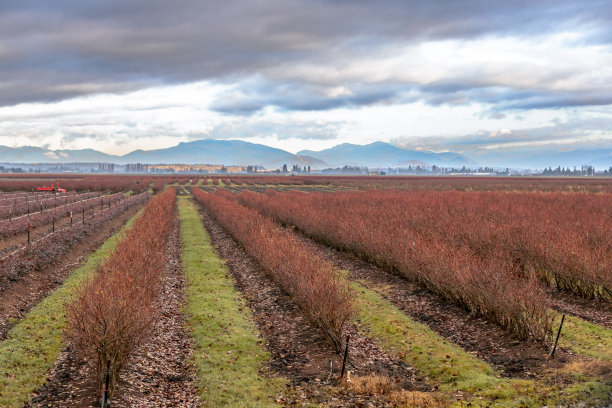 赤红秆图片下载