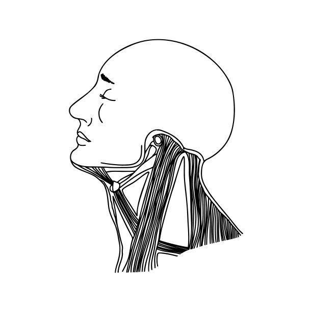 人类颈部肌肉。图片下载