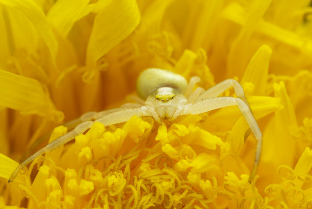 黄花蟹蛛，Misumena vatia在蒲公英花中等待猎物图片下载