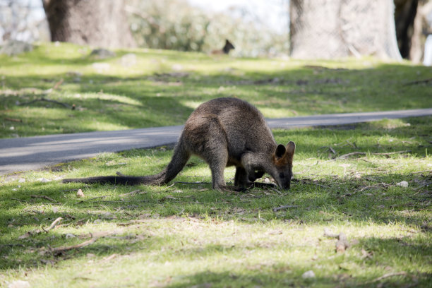 沼泽小袋鼠有灰棕色的身体，长长的尾巴和棕色的眼睛图片下载