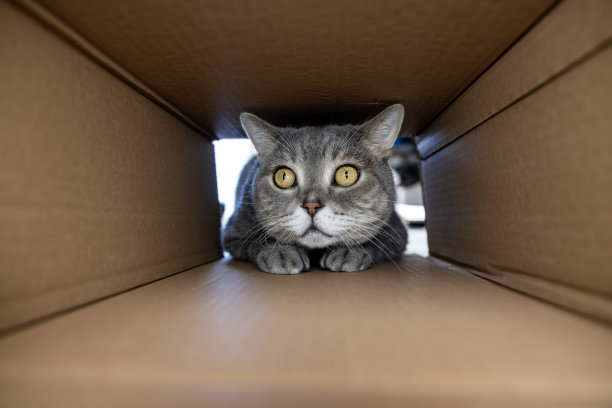 好奇而顽皮的猫在纸板箱里图片下载