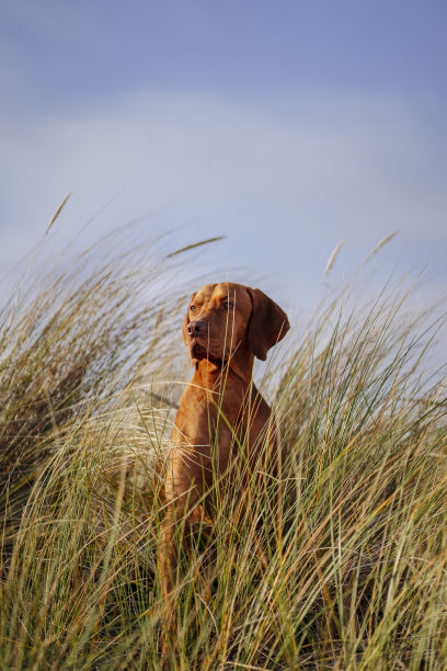 一只狗在芦苇海滩上放松图片下载